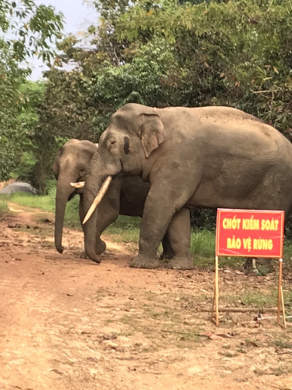 Hội thảo đánh giá Chương trình thí điểm bảo tồn voi và các sự kiện bên lề trong khuôn khổ tuần lễ bảo tồn voi