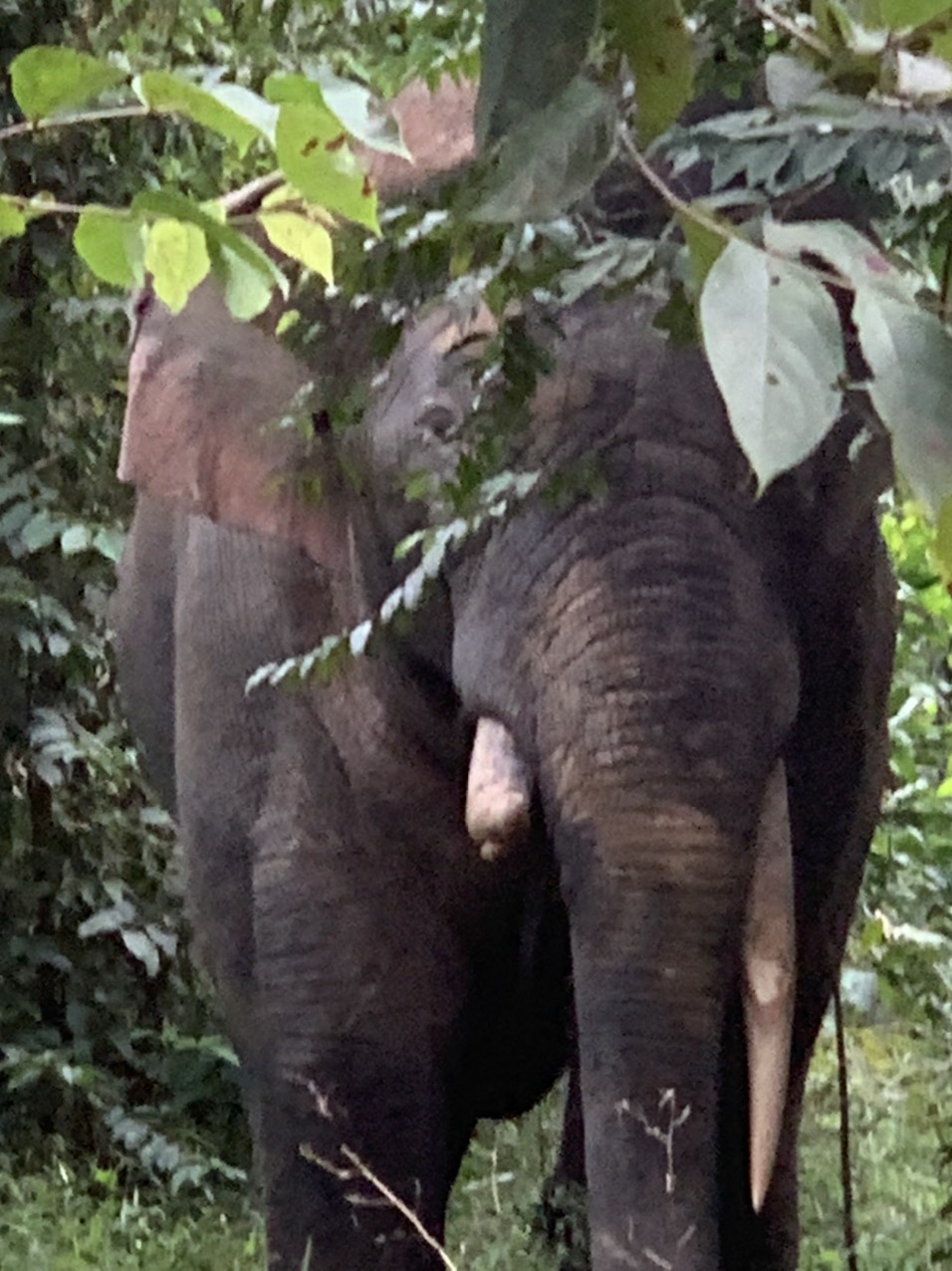 Tuần lễ Bảo tồn voi và Hội thảo đánh giá Chương trình thí điểm bảo tồn voi theo hướng chung sống hài hòa tại tỉnh Đồng Nai 